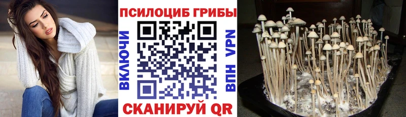 гидра ссылки  Усолье  Псилоцибиновые грибы Psilocybe 